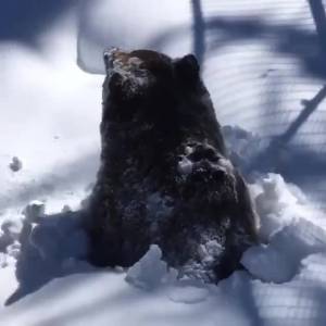 یک محیط‌بان کانادایی چند روز پیش به‌طور تصادفی تونسته لحظه‌ی بیدار شدن یه خرس گریزلی از خواب زمستانی رو شکار کنه